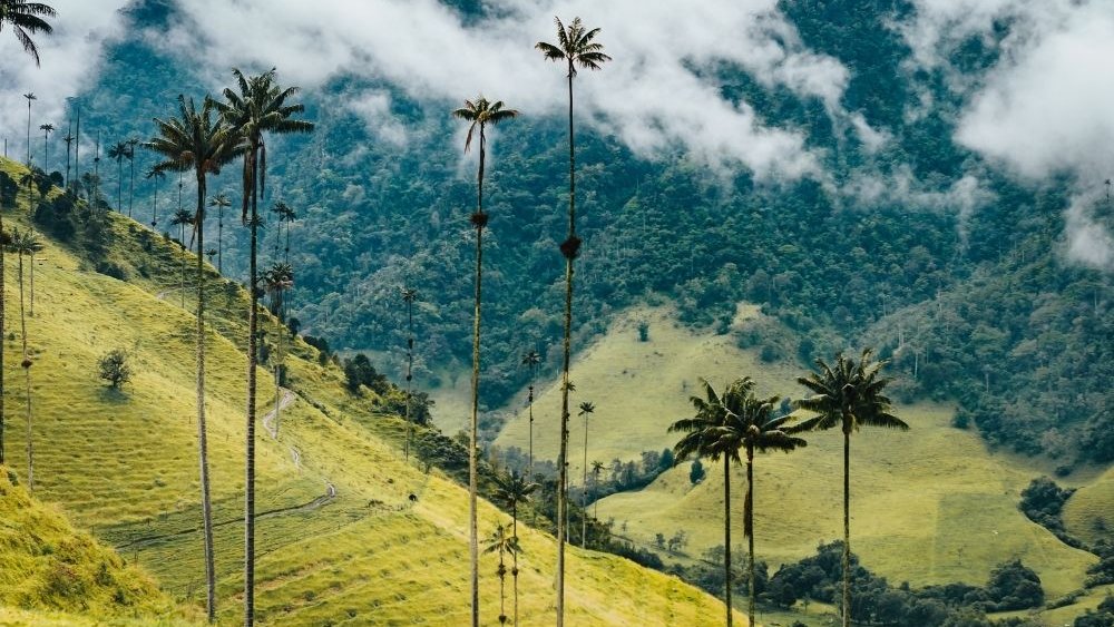 Valle del Cocora – Colombia: Tutto quello da sapere per visitare questo luogo e fare uno dei trekking più belli