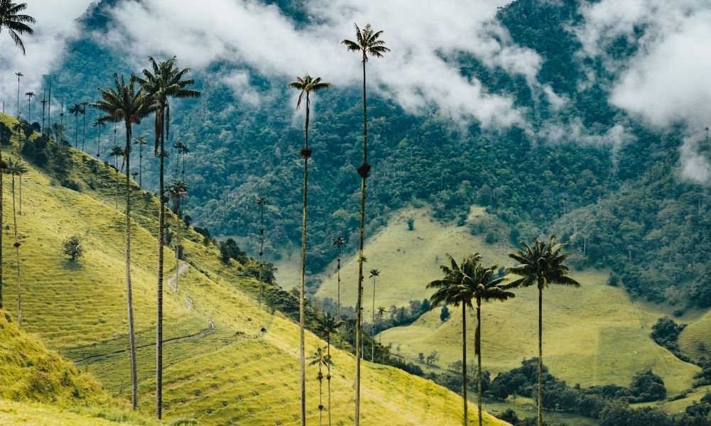 Valle del Cocora – Colombia: Tutto quello da sapere per visitare questo luogo e fare uno dei trekking più belli