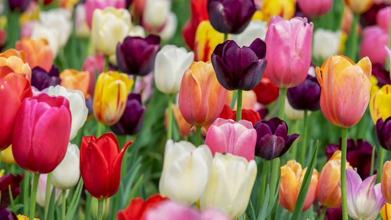 Fioritura dei Tulipani in Italia: Dove e quando i tulipani in fiore