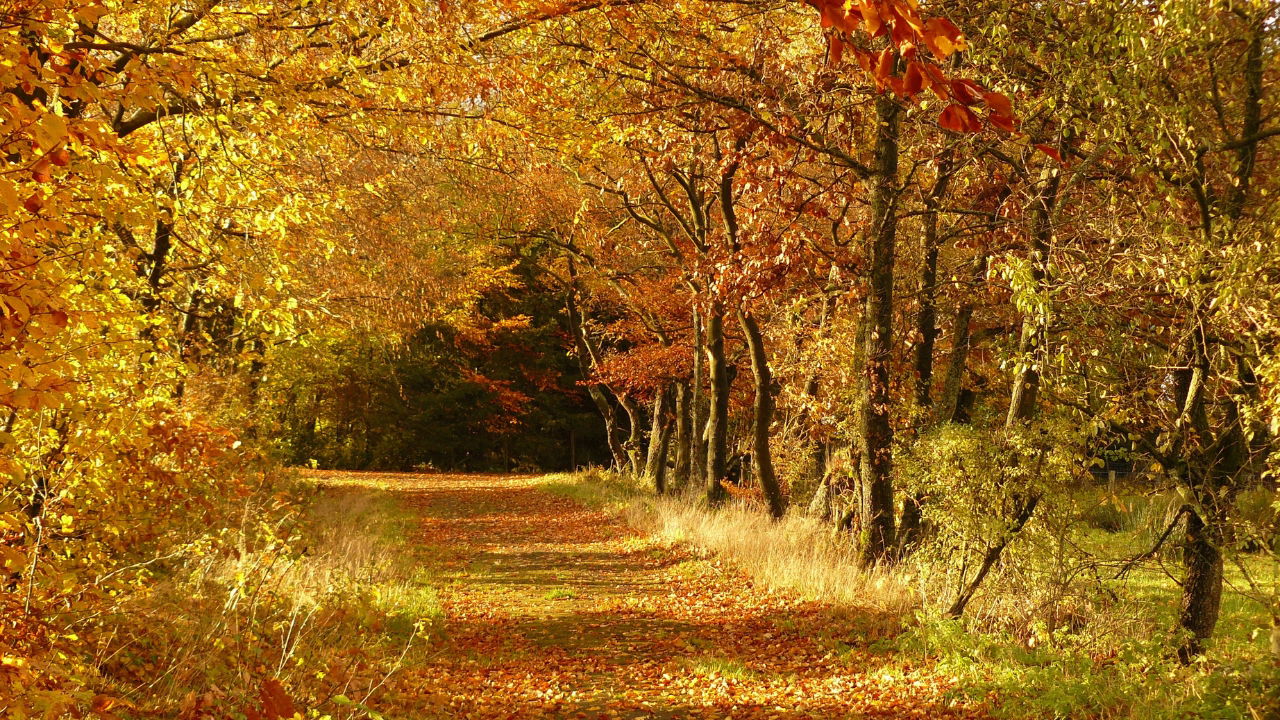 Foliage in Lombardia: Tutti i posti dove andare per vedere i colori autunnali