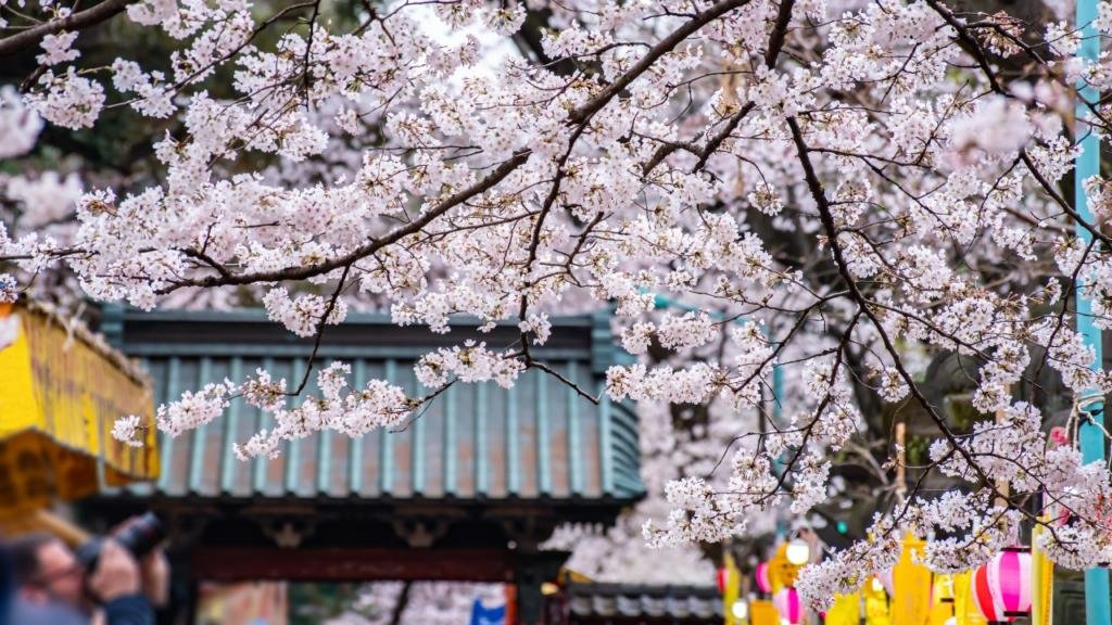 Il parco di Ueno a Tokyo durante la fioritura dei ciliegi i migliori quartieri di Tokyo itinerario completo giappone
