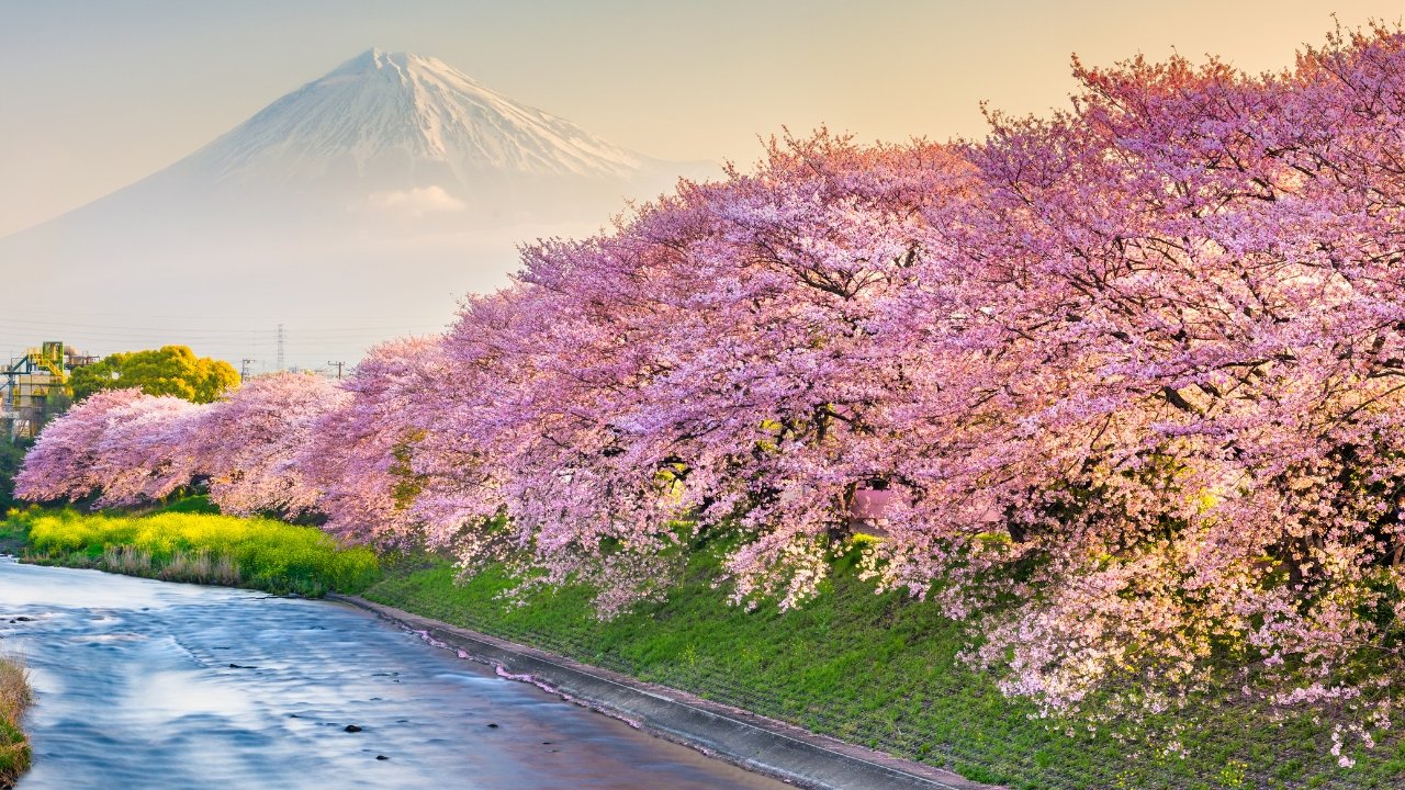 Fioritura dei ciliegi in Giappone 2024: dove e quando andare