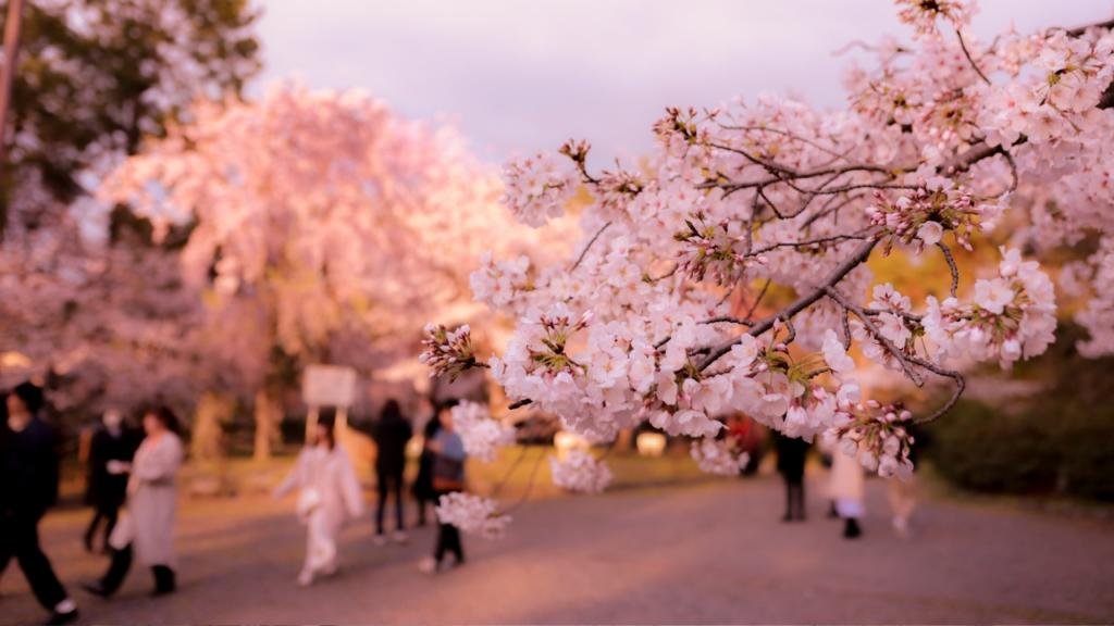 fioritura dei ciliegi in giapone parco di uneno a tokyo hanami