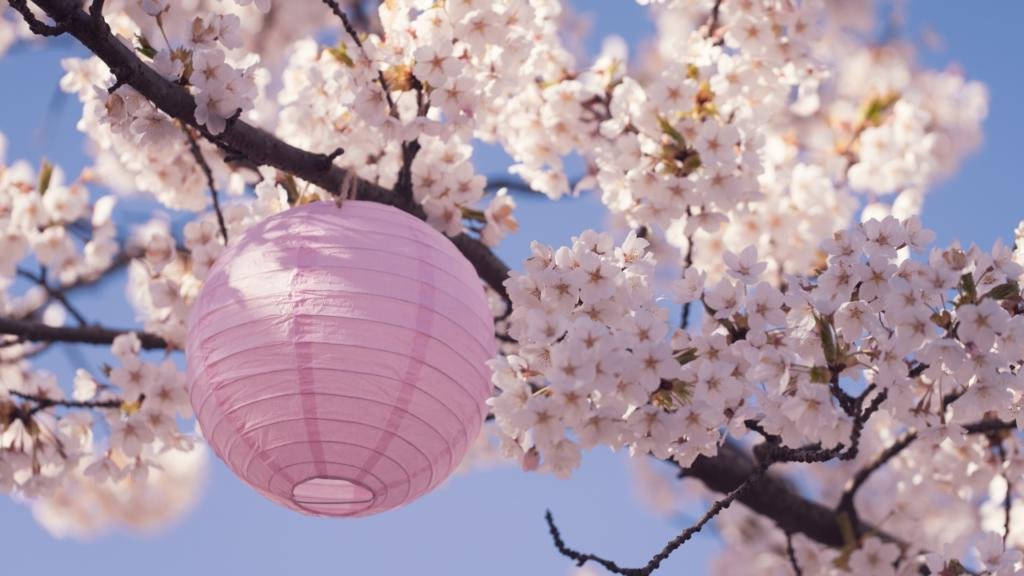 lanterne-durante-la-fioritura-dei-ciliegi-in-giappone-hanami