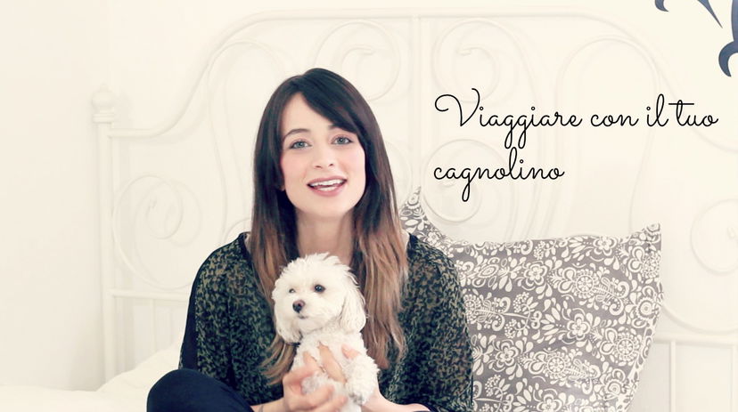 Viaggiare con il tuo cagnolino (o gatto)! preview