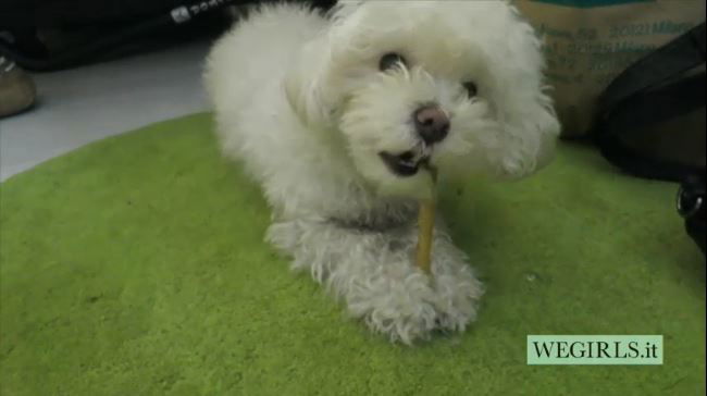 La Mia Spesa #5! preview