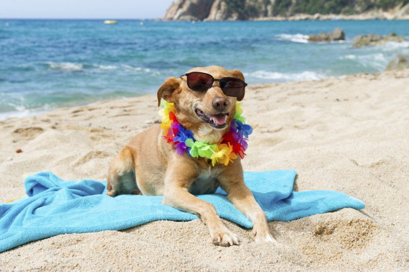 Top 5 Accessori da Spiaggia! article-post