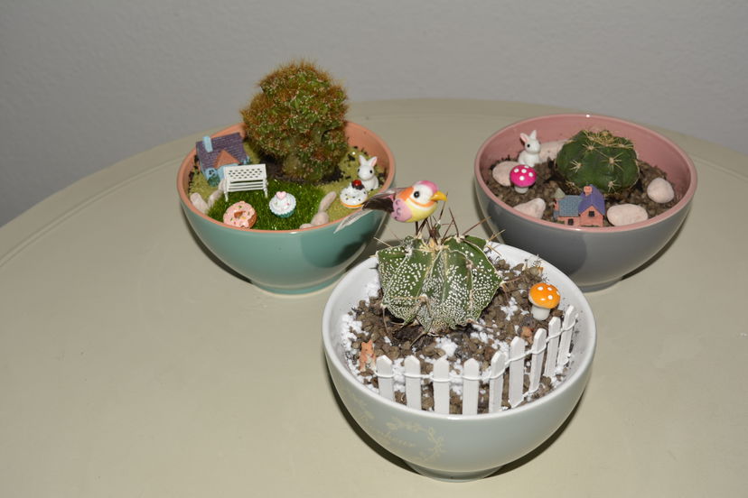 Diy: come realizzare un giardino in tazza article-post