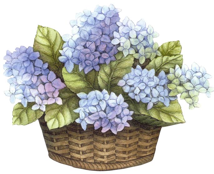 Ortensie: idee e consigli per decorare casa article-post
