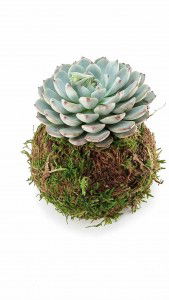 kokedama-for-your-mama-mothers-day-kokedama-gift-for-mom