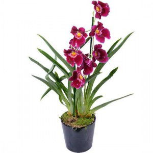 orchidee-miltonia-red-tide-550x550-28196