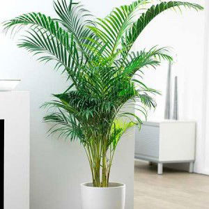 areca-palm-2-450w