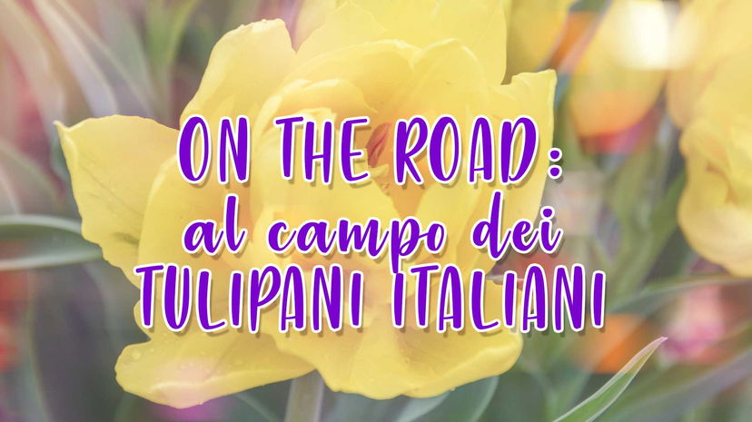 ON THE ROAD: Tulipani Italiani preview