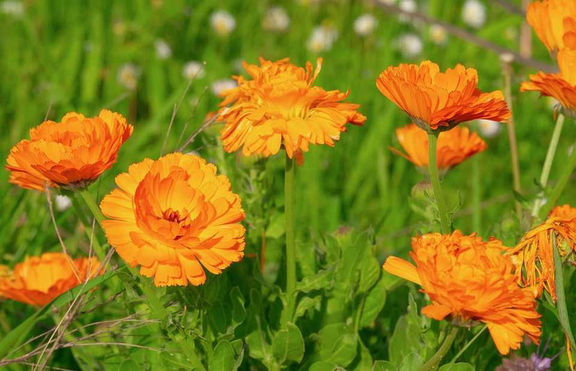 Calendula: proprietà e usi della pianta officinale | WEGIRLS preview