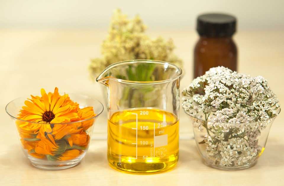 filipendula-ulmaria-1526400_960_720